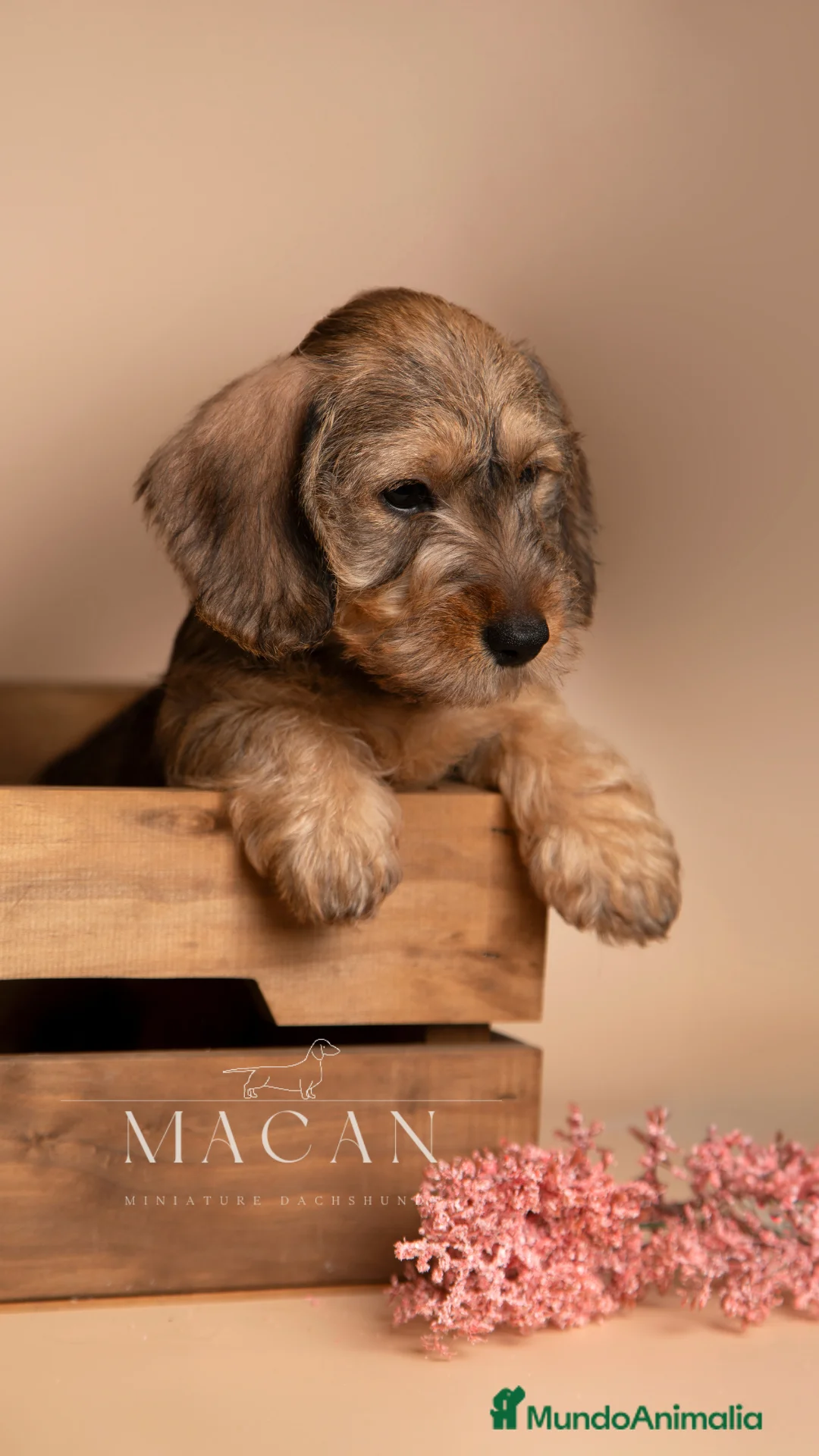 Imagen de galería {{count}}