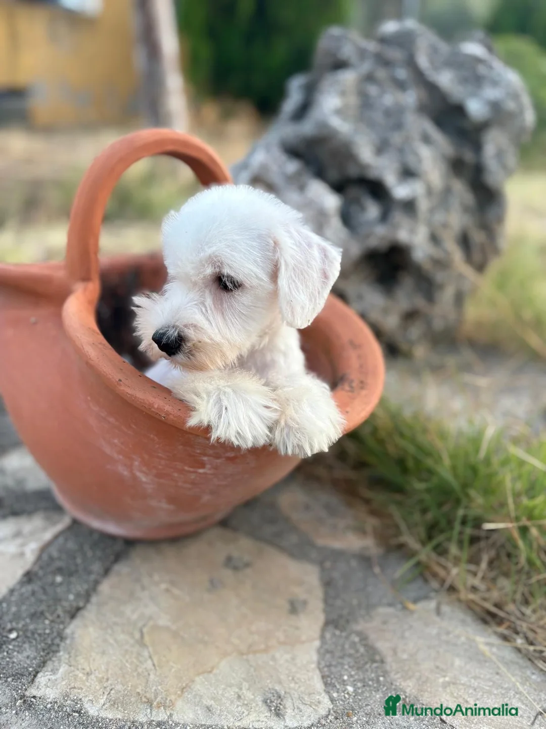 Schnauzer Miniatura perros en venta: Schnauzer blanco macho!!! - Anuncio 4