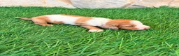 Teckel Miniatura perros en venta: Teckel miniatura bicolor  - Anuncio 11