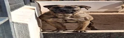 Presa Canario perros en venta: Presa canario  - Anuncio 13