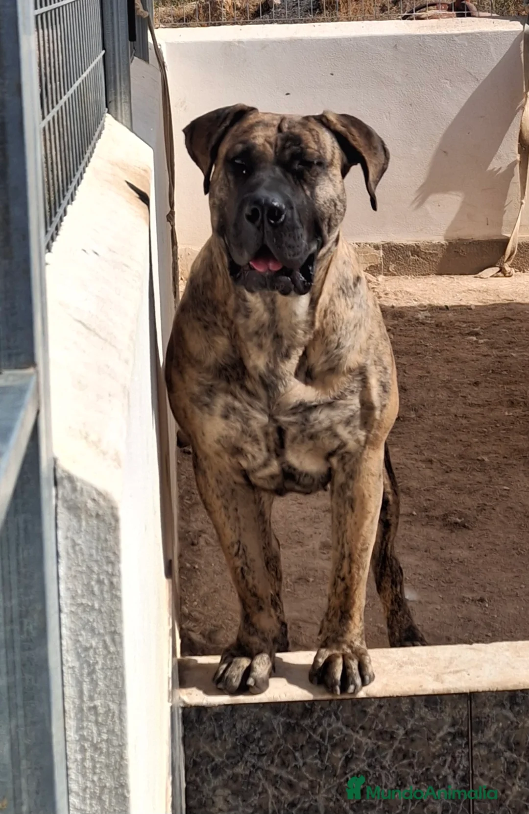 Presa Canario perros en venta: Presa canario  - Anuncio 13