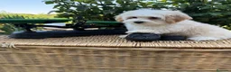 Maltipoo perros en venta: Maltipoo tres meses cumplidos !!! - Anuncio 6