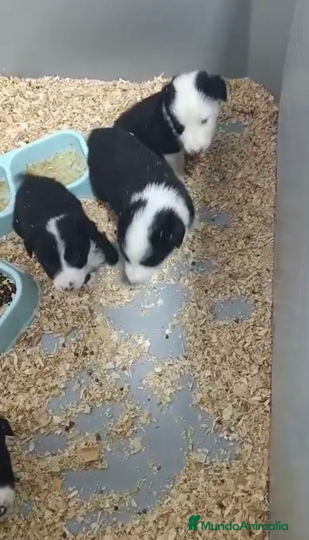 Border Collie perros en venta: BORDER COLLIE PRECIOSOS - Anuncio 1