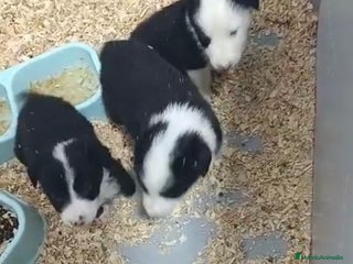 Border Collie perros BORDER COLLIE PRECIOSOS - Anuncio 1