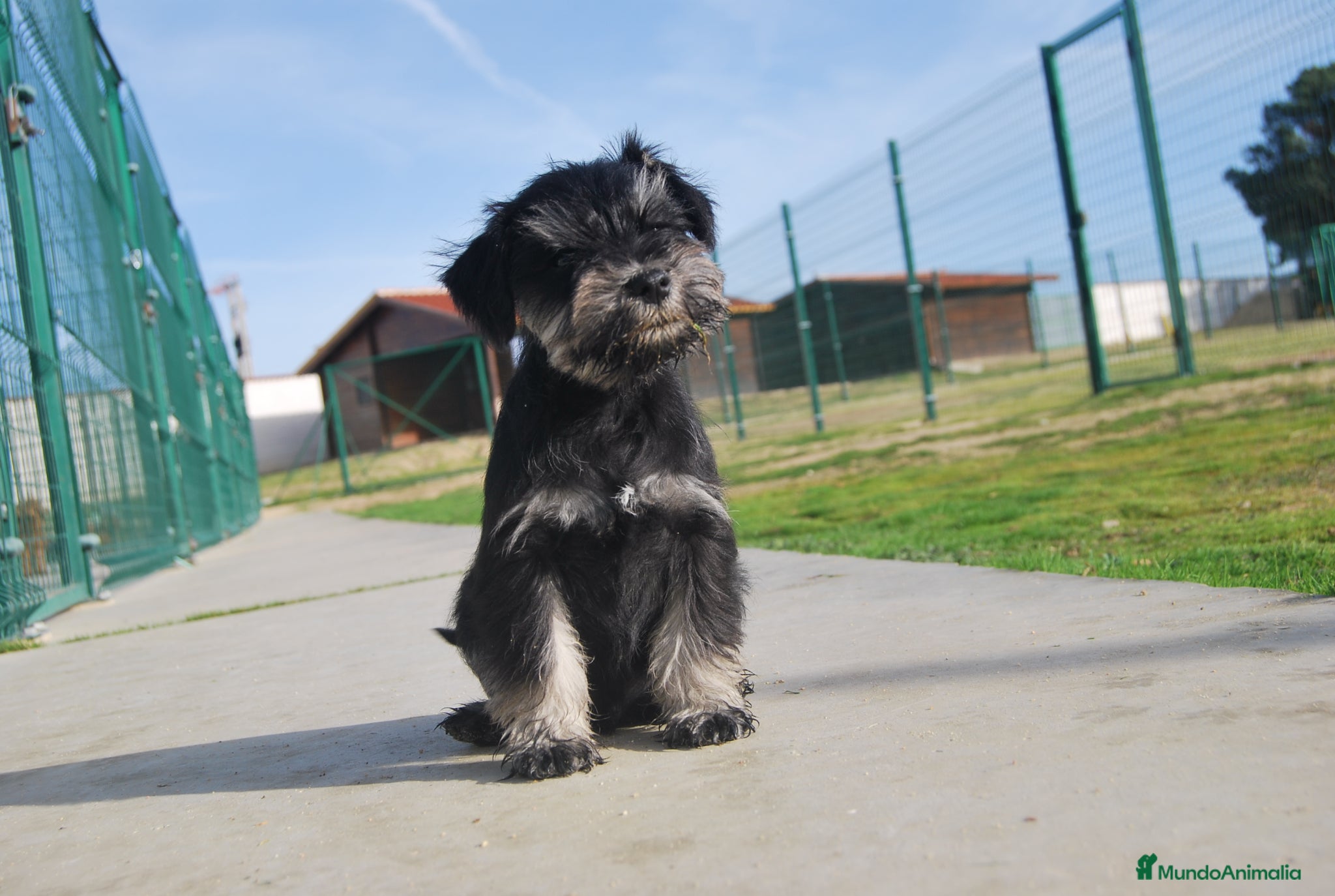 Schnauzer Miniatura perros Schnauzer Miniatura del Alto del Pago - Anuncio 2