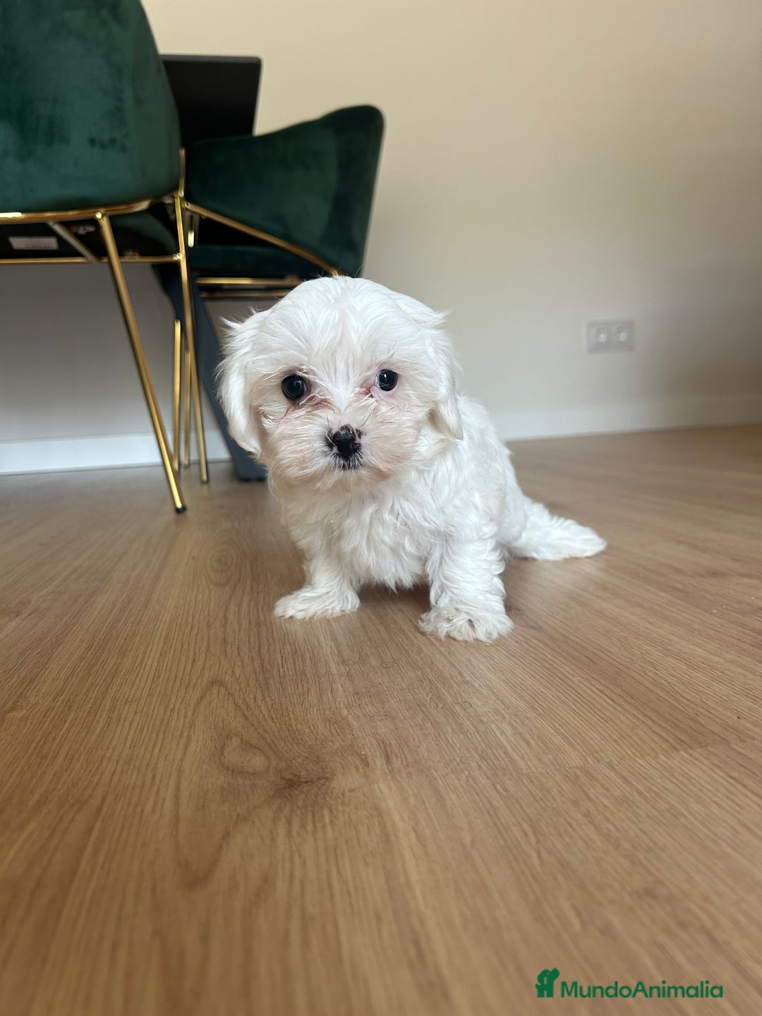 Maltipoo perros en venta: Maltipoo  - Imagen 5