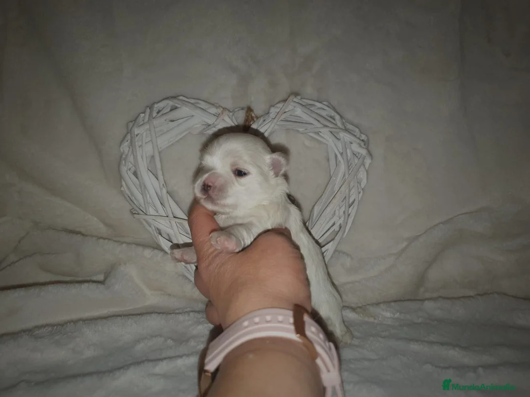 Bichón Maltés perros en venta: Bichón maltés toy - Anuncio 4