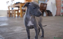 Pequeño Lebrel Italiano perros en venta: 🐾 Sirius y Selena – Galgos italianos blue 🐾 - Imagen 12
