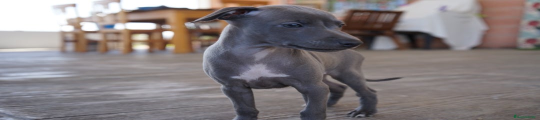 SIRIUS
