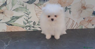 Pomerania perros - Propaganda 2