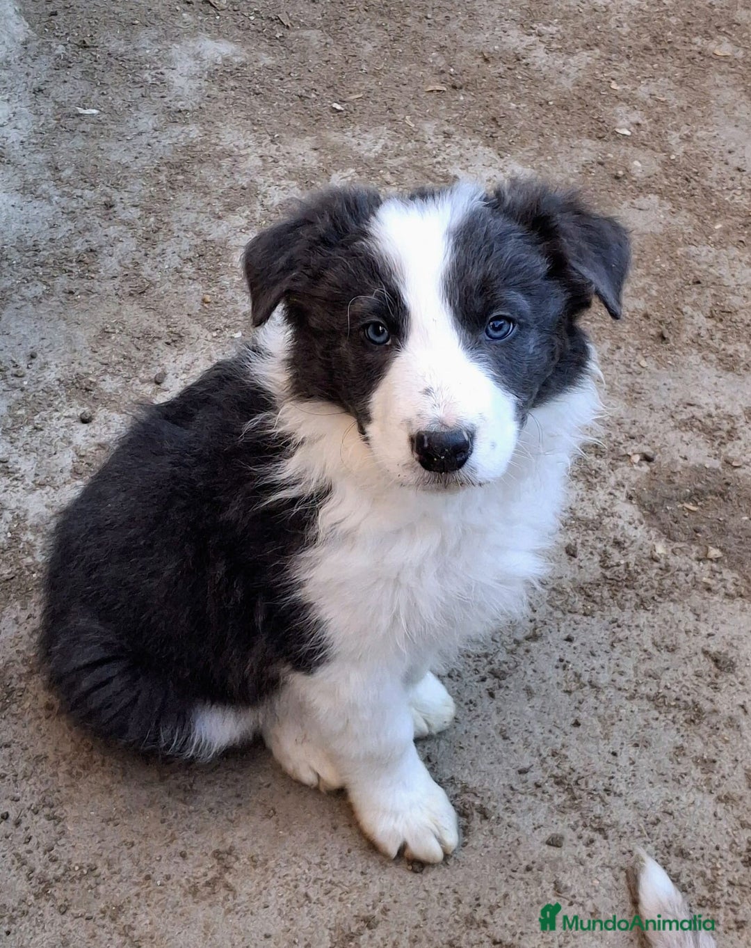 Border Collie perros en venta: Boder Collie  - Anuncio 2