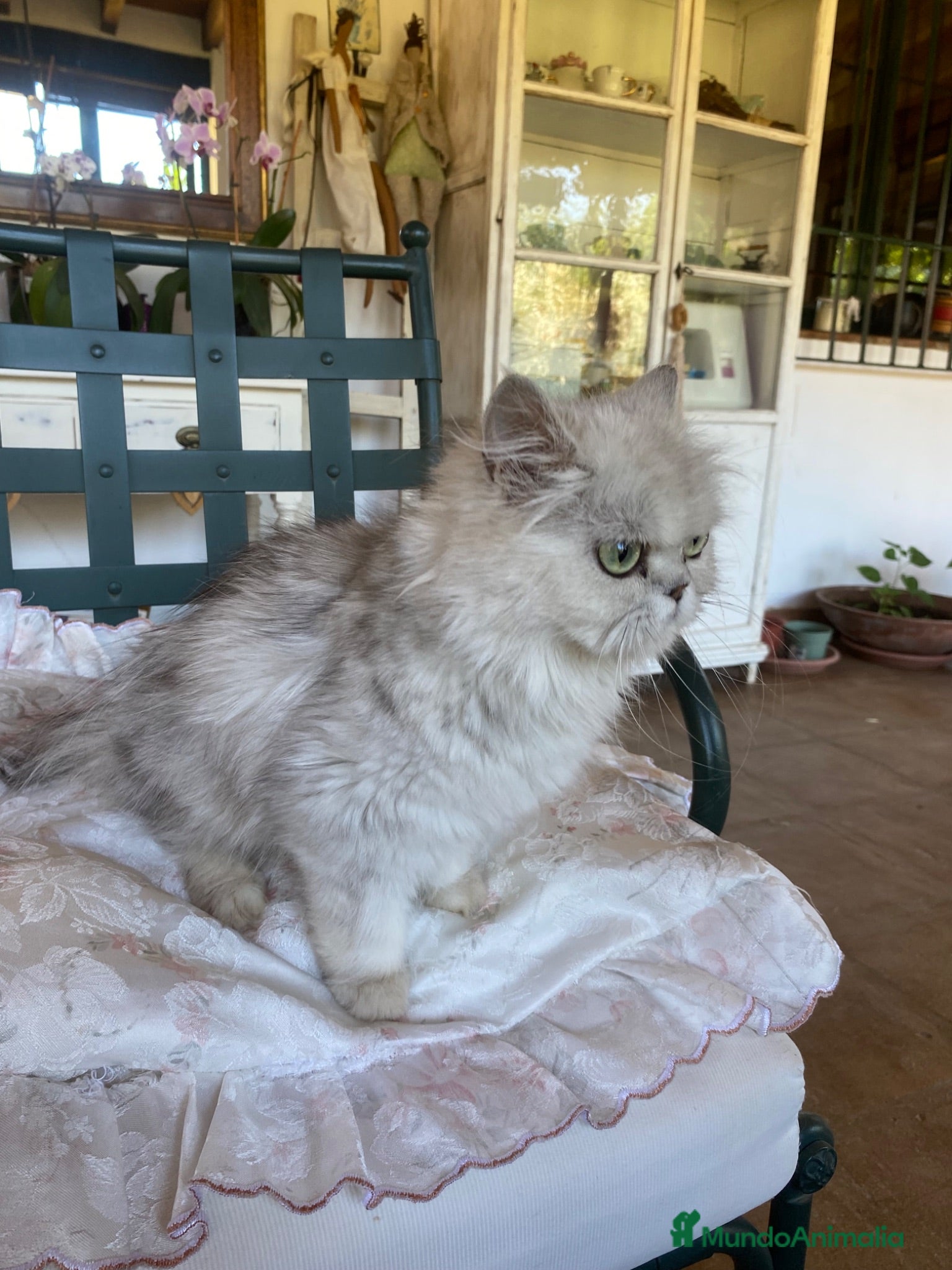 Persa gatos Gata Persa - Anuncio 1