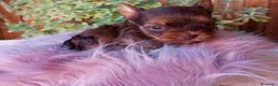 Yorkshire Terrier perros en venta: Exclusiva hembra Yorkshire Rojo Merle Chocolate  - Anuncio 4