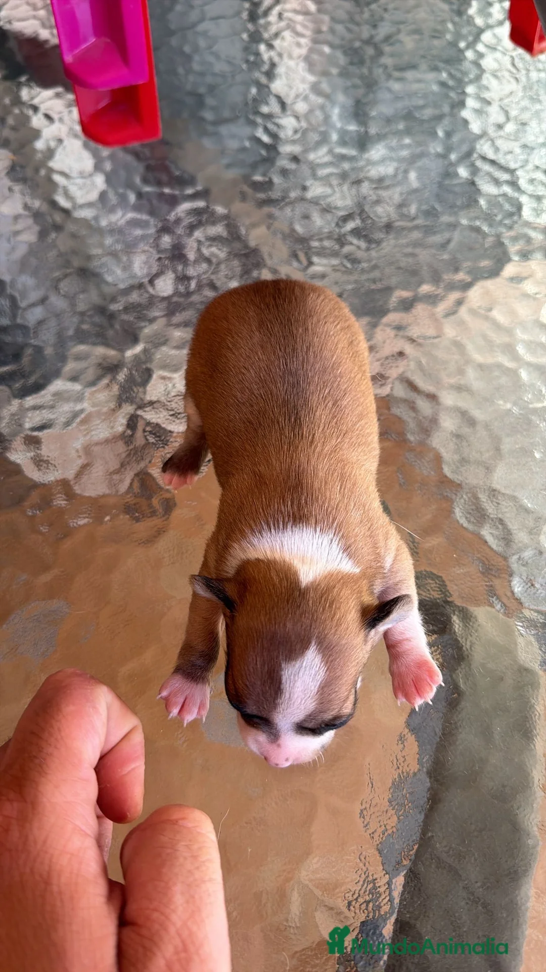 Chihuahua perros en venta: Chihuahua toy  - Anuncio 2
