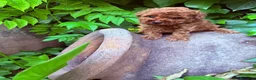 Caniche Toy perros en venta: Caniche toy para reservar líneas asiáticas!! - Anuncio 10