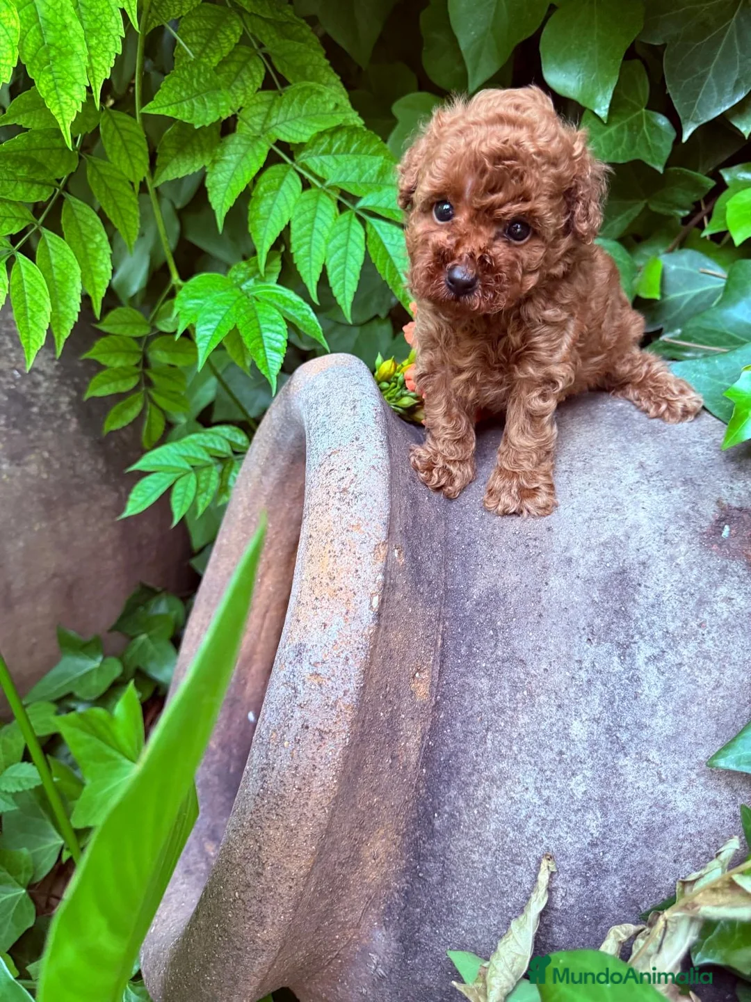 Caniche Toy perros en venta: Caniche toy para reservar líneas asiáticas!! - Anuncio 10