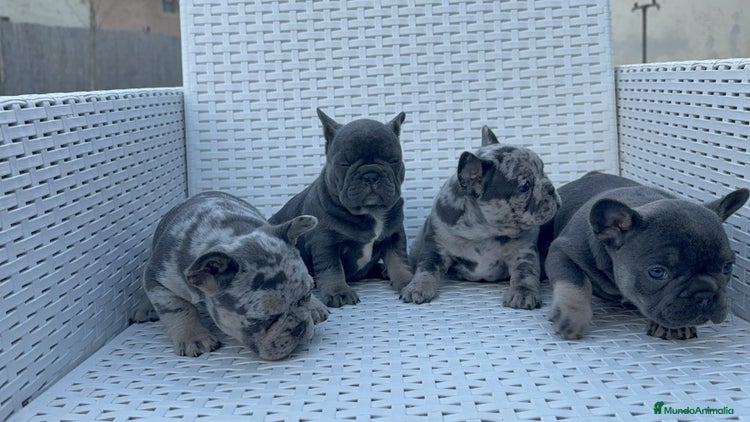 Bulldog Francés perros - Anuncio 7