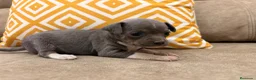 Chihuahua perros en venta: Preciosos Chihuahuas blue - Anuncio 5