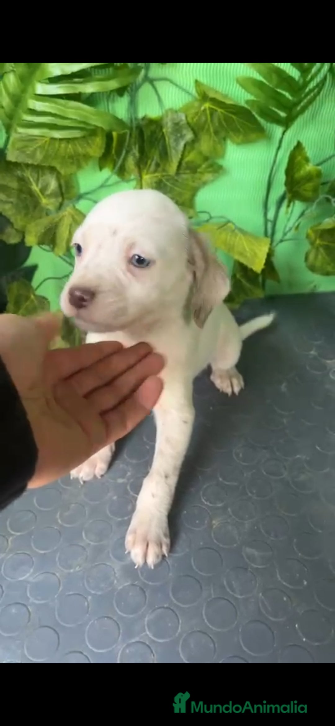 Raza Mixta perros Excelentes cachorros mixto border con Bretón  - Anuncio 2