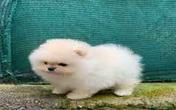 Pomerania perros en venta: lulu de pomerania  - Imagen 1