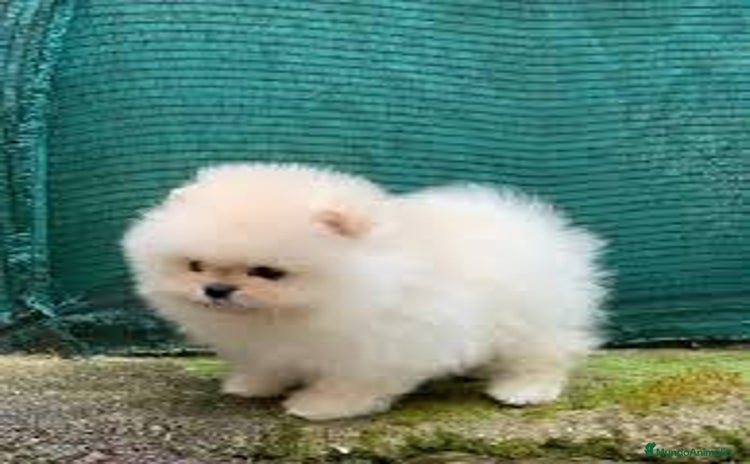 Pomerania perros - Propaganda 1