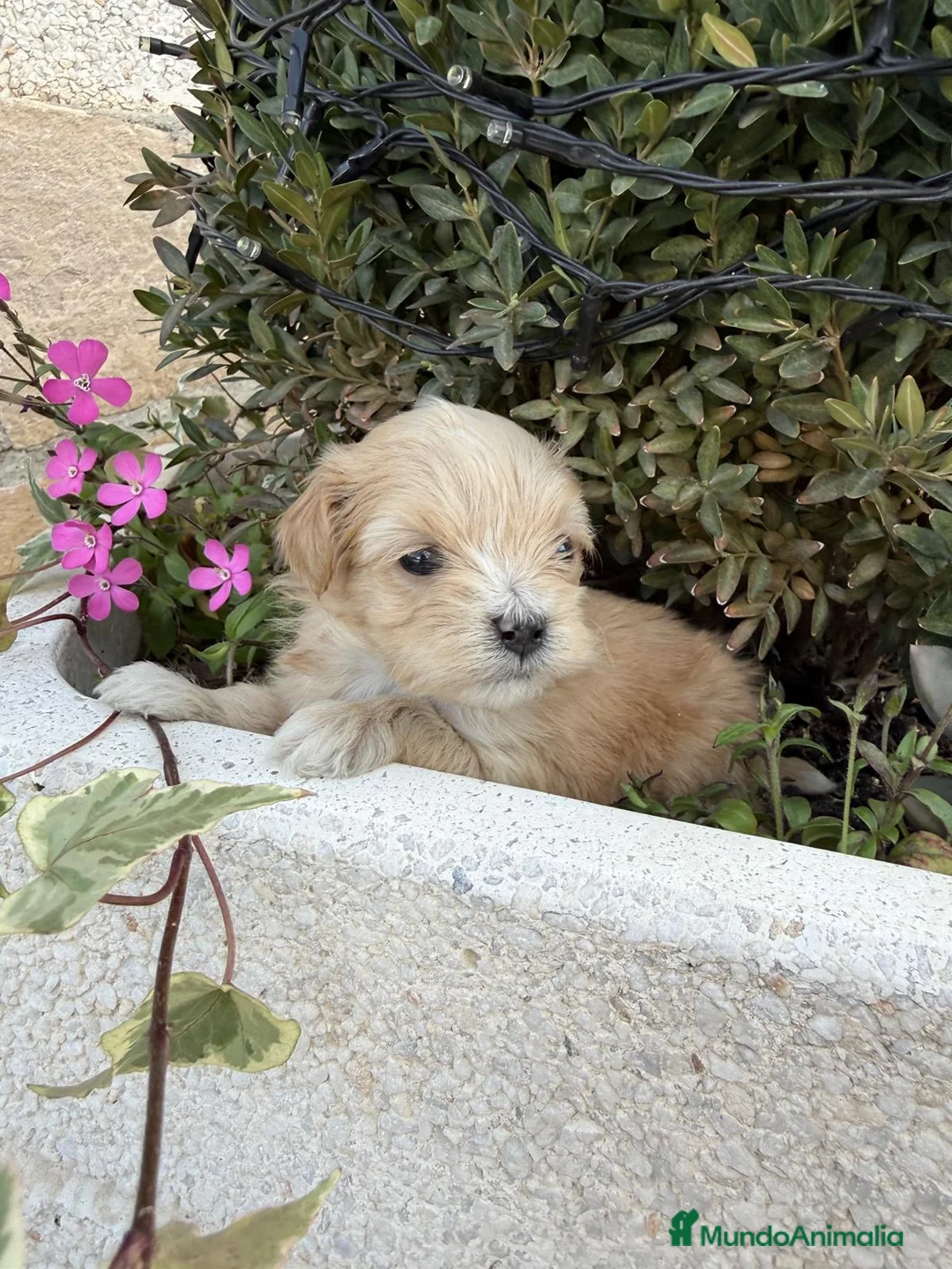 Maltipoo perros en venta: Maltipoo - Anuncio 2