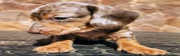 Teckel perros en venta: Teckel kanichen precio real - Anuncio 2