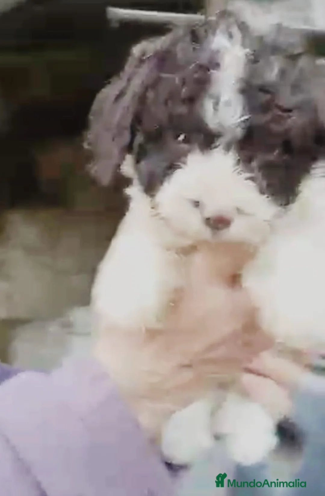 Perro de Agua Español perros en venta: Perro de agua  - Anuncio 3