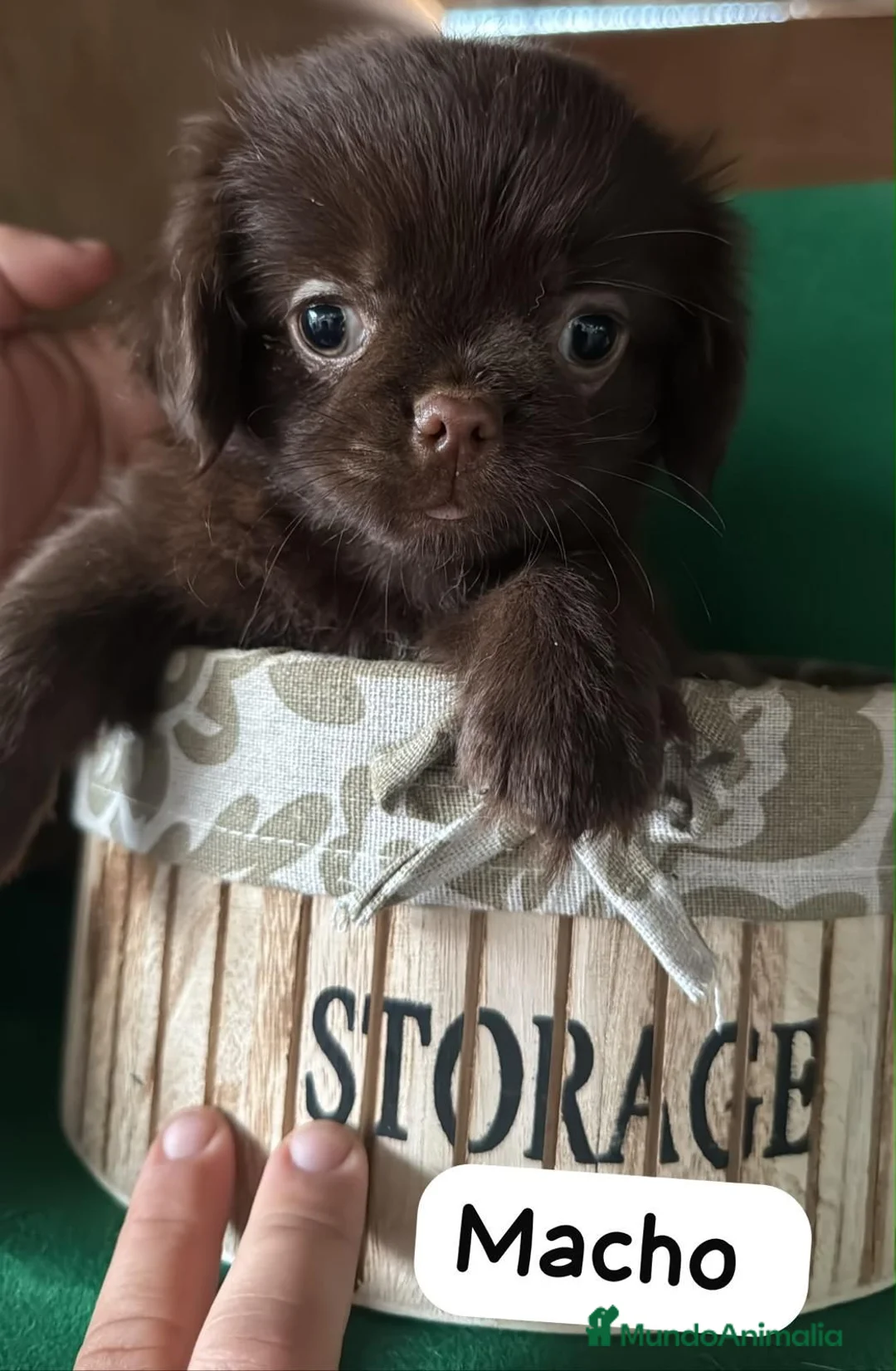 Chihuahua perros en venta: Chihuahua linea rusa - Anuncio 2