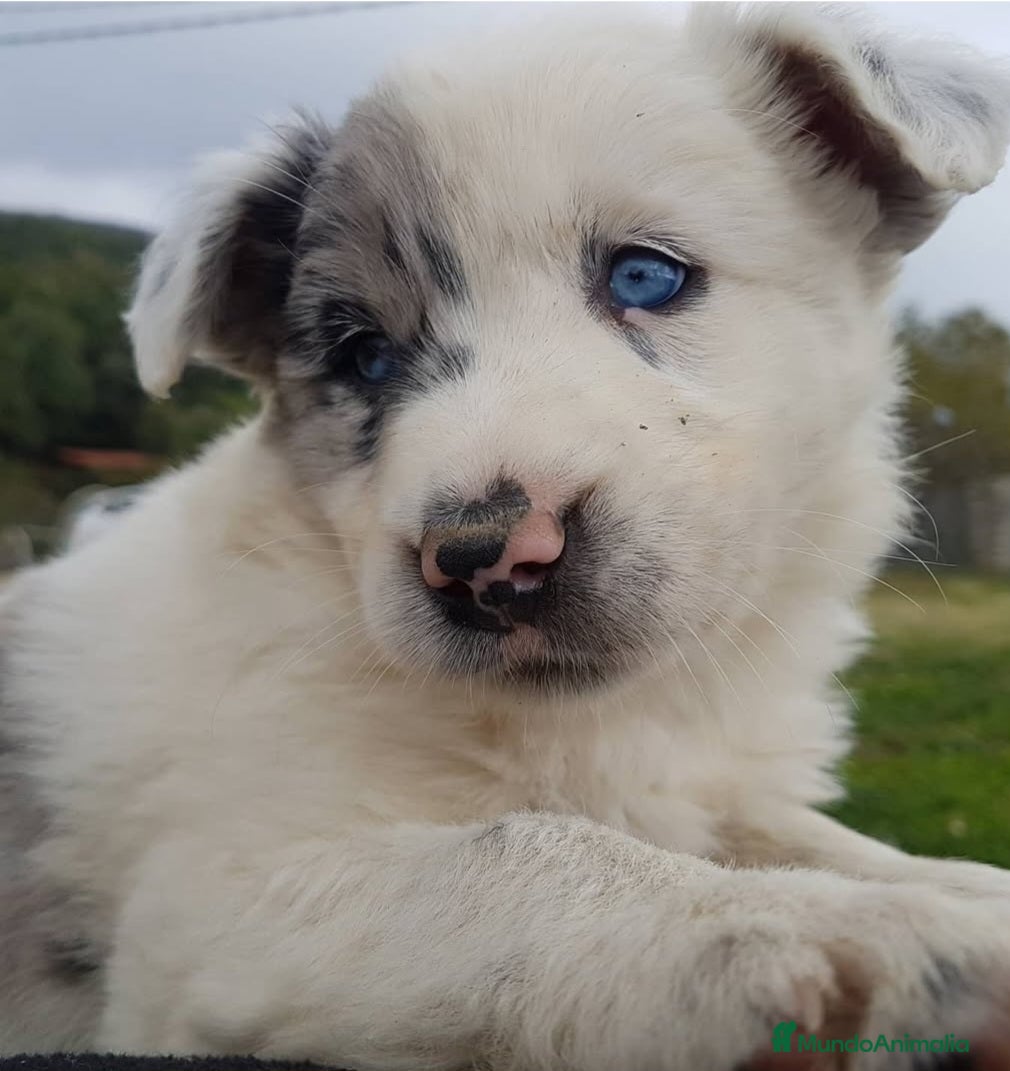 Border Collie perros border collies blancos y negros en Barcelona - Anuncio 1