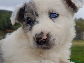 Border Collie perros en Barcelona - Anuncio 3