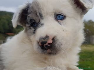 Border Collie perros border collies blancos y negros en Barcelona - Anuncio 7