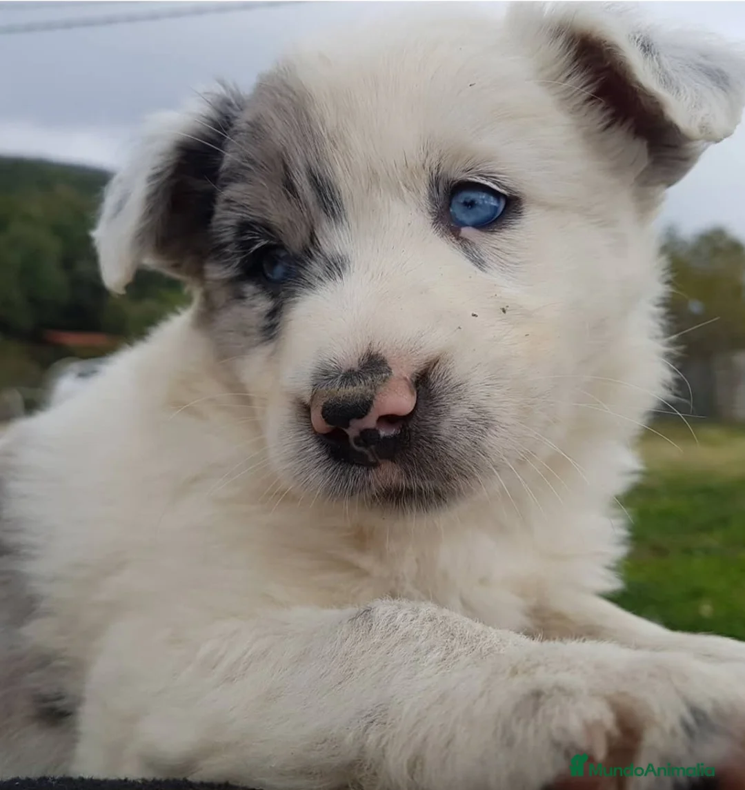 Border Collie perros en venta: border collies blancos y negros en Barcelona - Anuncio 1