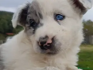 Border Collie perros en venta: border collies blancos y negros en Barcelona - Anuncio 2