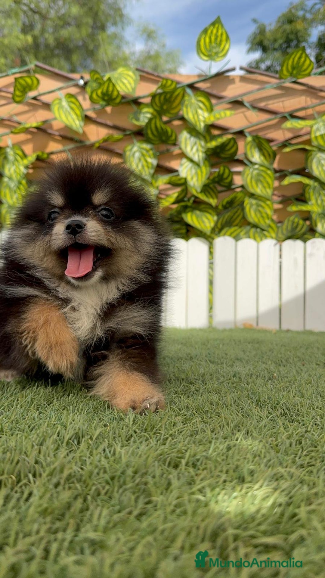 Pomerania perros en venta: POMERANIA HEMBRA LISTA PARA ENTREGAR - Imagen 12