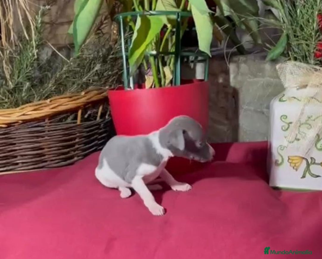 Whippet perros en venta: Whippet blue y Verdino  - Anuncio 23