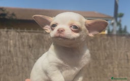 Chihuahua perros en venta: Chihuahua bicolor crema - Imagen 2