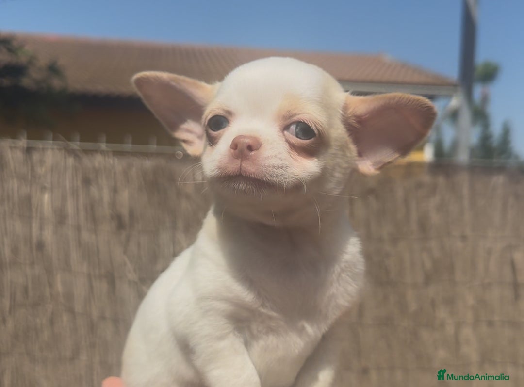 Chihuahua perros en venta: Chihuahua bicolor crema - Imagen 2