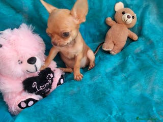 Chihuahua perros Chihuahua en Barcelona - Anuncio 16