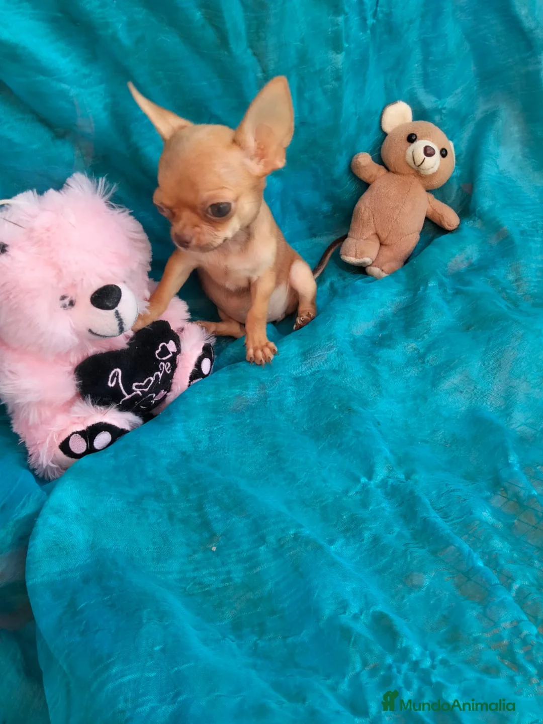 Chihuahua perros en venta: Chihuahua en Barcelona - Anuncio 1