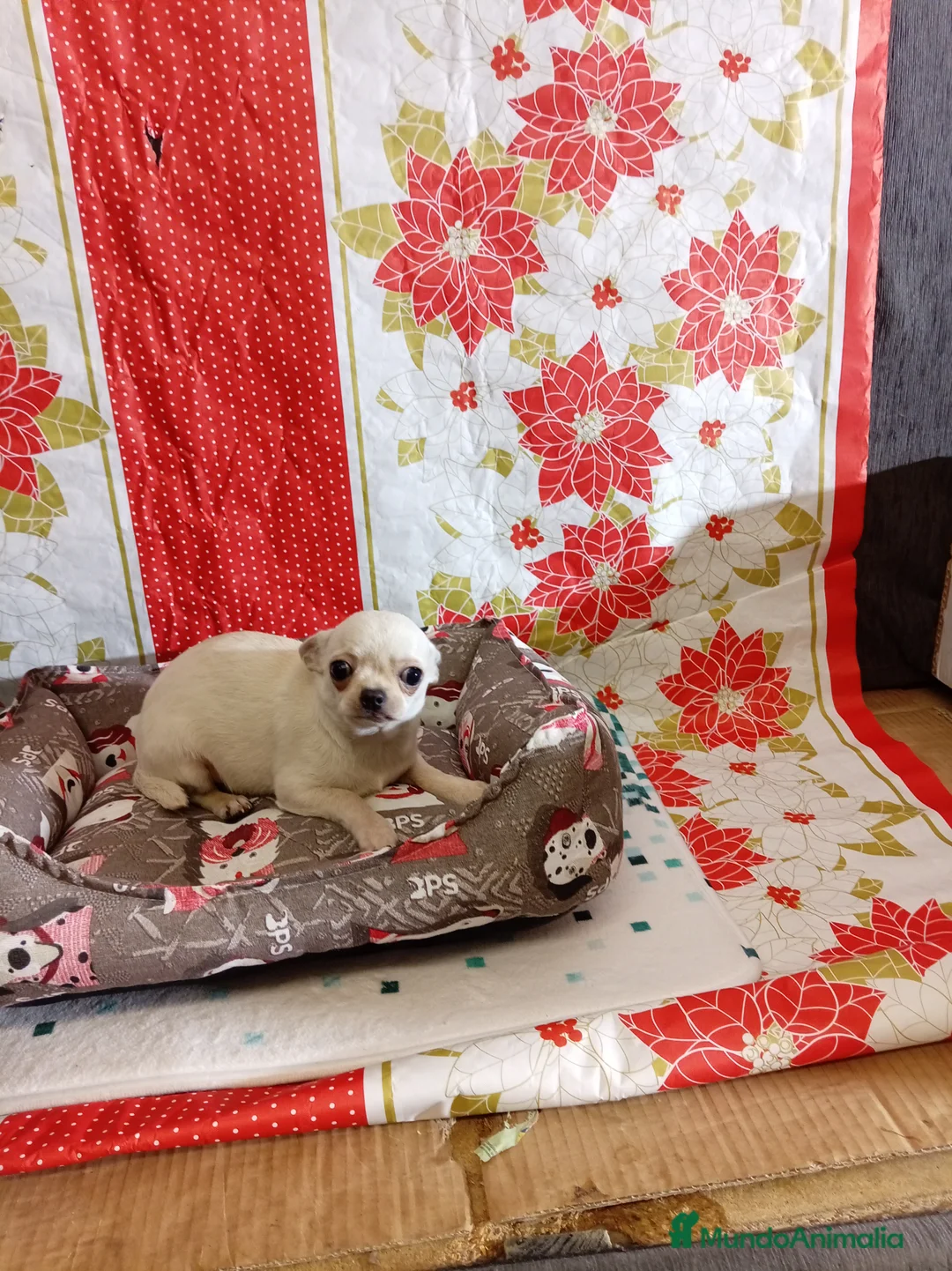Chihuahua perros en venta: Chihuahuas toy - Anuncio 10