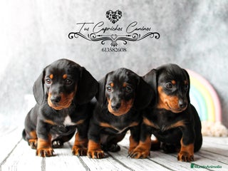 Teckel perros en Cantabria - Anuncio 34