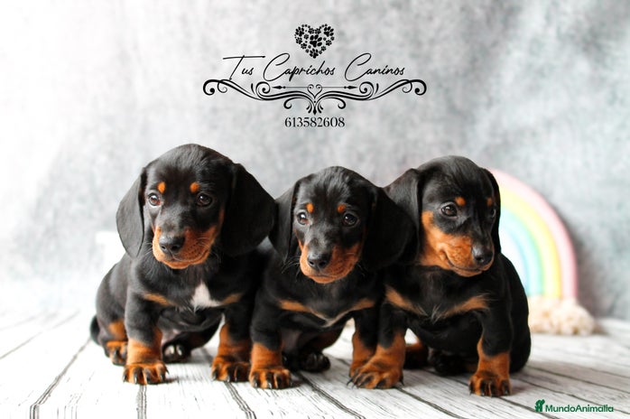Teckel perros en Cantabria - Anuncio 3