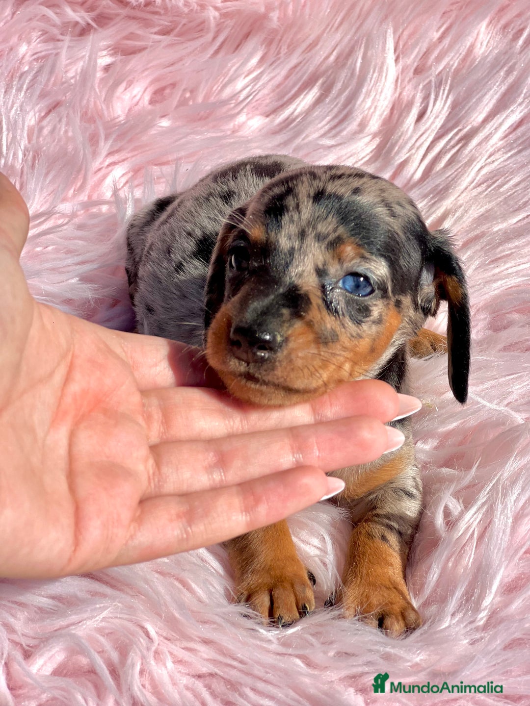 Teckel Miniatura perros en venta: Teckel Arleqyin Kaninchen  - Imagen 1