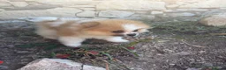 Pomerania perros en venta: Pomerania mini toy - Anuncio 7