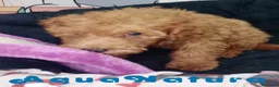Caniche Enano perros en venta: Caniche Macho de Camila y Can 6158 - AQUANATURA en Barcelona - Anuncio 5