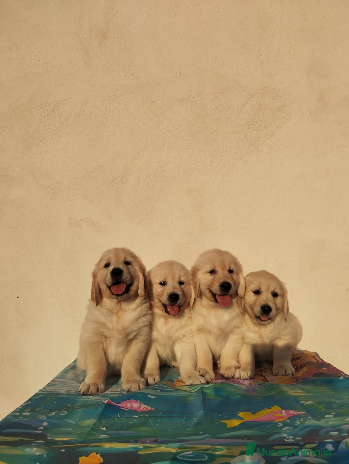 Golden Retriever perros Últimos cachorros de Golden Retriever - Anuncio 2