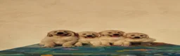Golden Retriever perros en venta: ULTIMOS GOLDEN RETRIEVER, SUPER OFERTA. - Anuncio 22