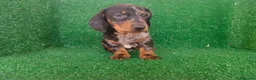 Teckel Miniatura perros en venta: Teckel miniatura  - Anuncio 22