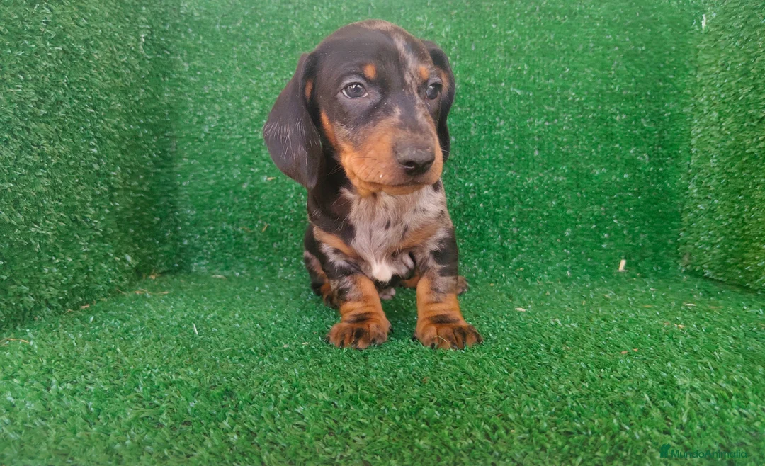 Teckel Miniatura perros en venta: Teckel miniatura  - Anuncio 22
